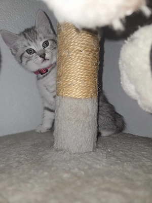  Britisch-Kurzhaar-Mix-Katze Bild 6