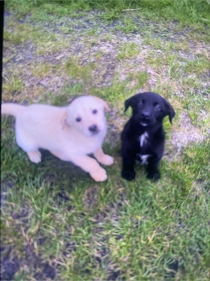 Aussidor Welpen Abgabebereit! Bild 4