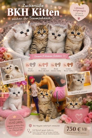 BKH Kitten Babys Sehr süß Abgabebereit