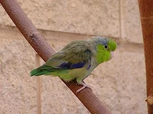 3,3 Blaugenick-Sperlingspapageien