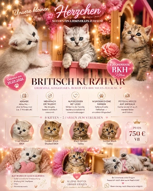 BKH Kitten Babys selten und Süß