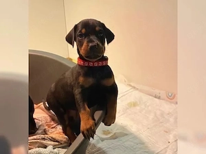 zuckersüßen dobermann welpen