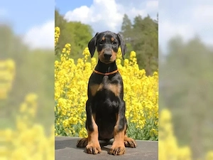 Reinrassiger Dobermann welpen