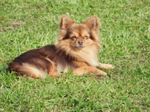 Chihuahua Rüde 6 Jahre