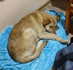Duke - hast du ein Körbchen frei für ihn?