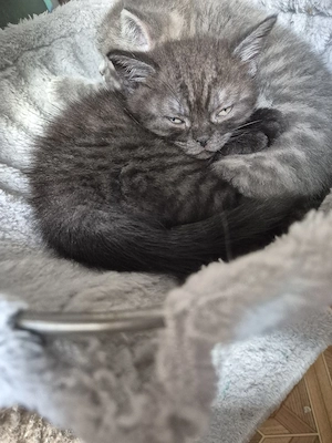 BKH kitten Mädchen Bild 6