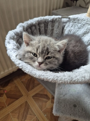 BKH kitten noch 2 Mädchen frei