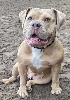  Herzensgeschichte Old english bulldog Oeb Hündin Susi sucht ihr Traum Zu Hause 
