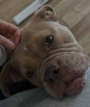 Herzensgeschichte Susi old english bulldog Oeb Hündin 