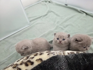 Wunderschöne British Kurzhaar (BSH) Kitten suchen ein Zuhause