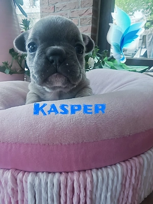 Hurra unsere Babys sind gelandet ! 2026 Prädikatzucht KKL1A Bild 4