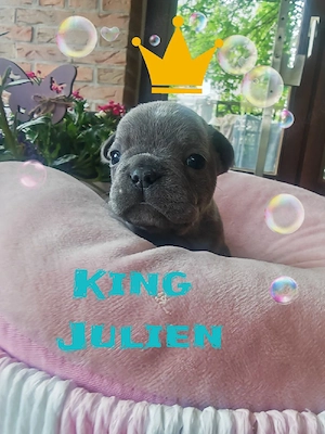 Hurra unsere Babys sind gelandet ! 2026 Prädikatzucht KKL1A Bild 3