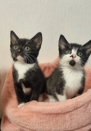 BKH MIX 4 Kater und 1 weiblichen 