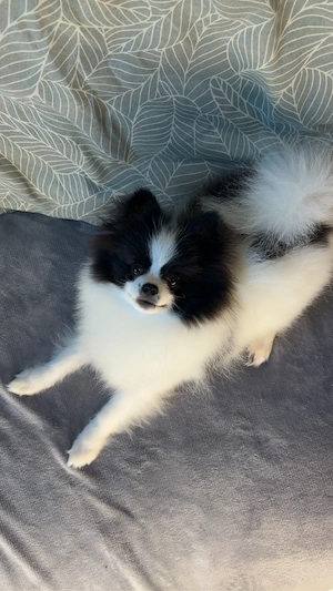 Milo sucht ein neues zuhause! 