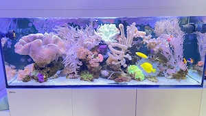 Aquarium für Meerwasser inkl. sehr viel Zubehör siehe Bilder 
