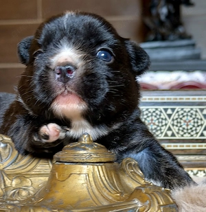 Premium Französische Bulldoggen Welpen aus promovierter Zucht 