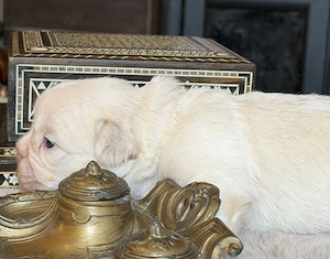 Premium Französische Bulldoggen Welpen aus promovierter Zucht  Bild 3