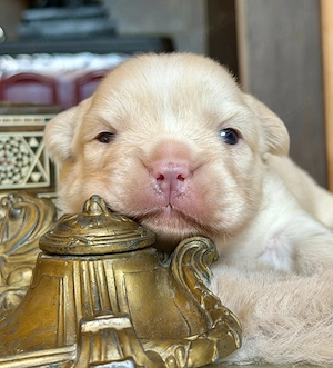 Premium Französische Bulldoggen Welpen aus promovierter Zucht  Bild 2