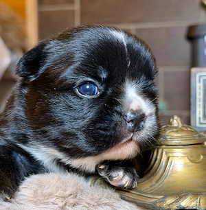 Premium Französische Bulldoggen Welpen aus promovierter Zucht  Bild 9
