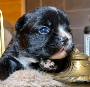 Premium Französische Bulldoggen Welpen aus promovierter Zucht  Bild 7