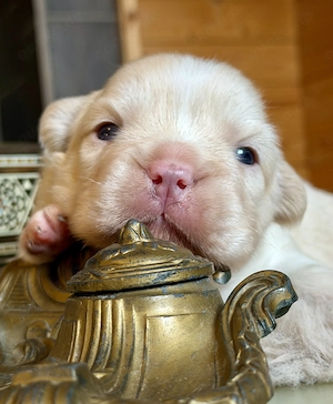 Premium Französische Bulldoggen Welpen aus promovierter Zucht  Bild 8