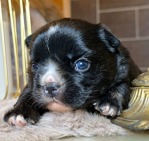 Premium Französische Bulldoggen Welpen aus promovierter Zucht  Bild 10