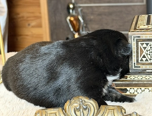 Premium Französische Bulldoggen Welpen aus promovierter Zucht  Bild 6