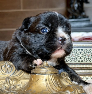 Premium Französische Bulldoggen Welpen aus promovierter Zucht  Bild 5