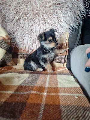 4 kleine racker suchen einen kuschelplatz
