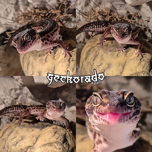 1.0 Leopardgecko Männchen - BN MS het. Eclipse