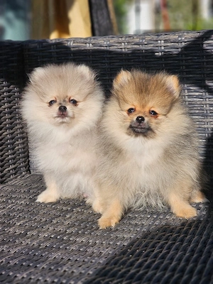 Zwergspitz Welpen (nur 2 Rüden!)  Spitz Merle Sable Beige 