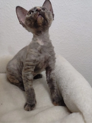 Devon Rex Kitten