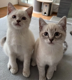 Siam BKH Kitten