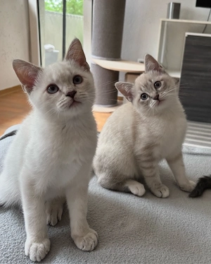 Siam BKH Kitten