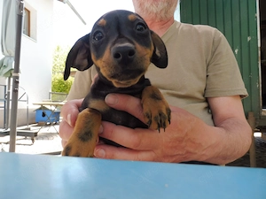verkaufe zwergpinscher welpen