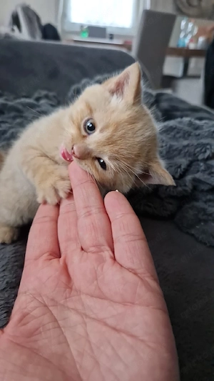 Bkh Kitten
