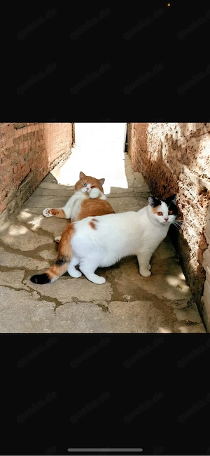 Wurfankündigung BKH Kitten mit Stammbaum
