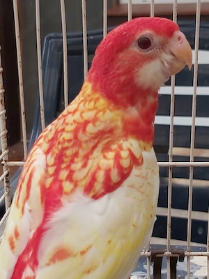gebe eine große Voliere mit 2 Rosellas