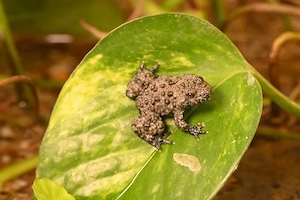 Verkauf: Gelbbauchunke (Bombina v. variegata)