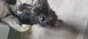 Chihuahua Yorkshire Terrier Hündin 