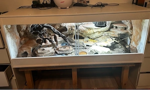 Terrarium samt Leopardgeckos 1.2