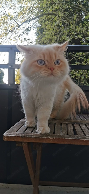 Junge RagdollPerserMischlingkater