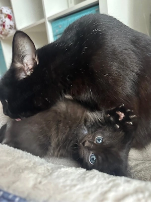 Katzenbabys 