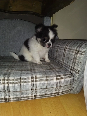 Chihuahua Welpen Männlich 
