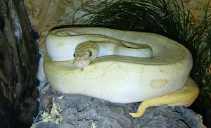 Python Regius Königs Python 1.0 Banana lesser clown