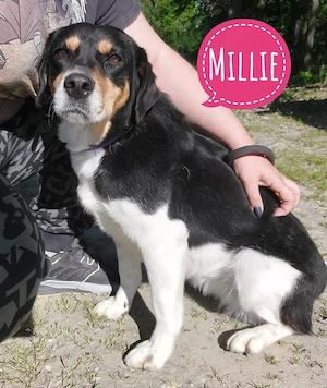 Millie, wunderhübsche Tricolor Mischlingshündin, Beagle   Laufhund