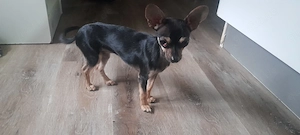 Chihuahua Yorkshire Terrier Hündin 