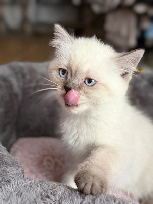 Süße BKH Kitten an liebevolle Hände abzugeben