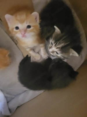 Babykatzen Baby Ktten männ. weibl. suchen liebevolles Zuhause 