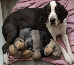 Deutsche Dogge Welpen  Bild 8